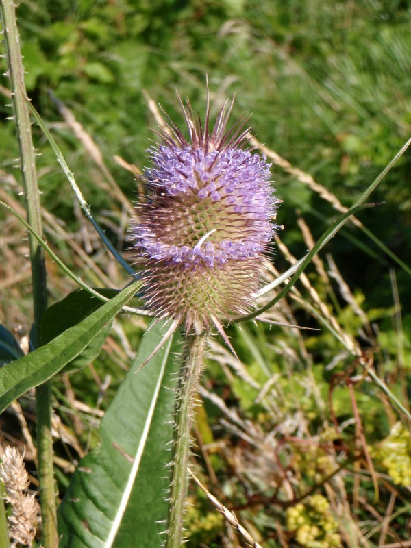 Common_teasel_.jpg