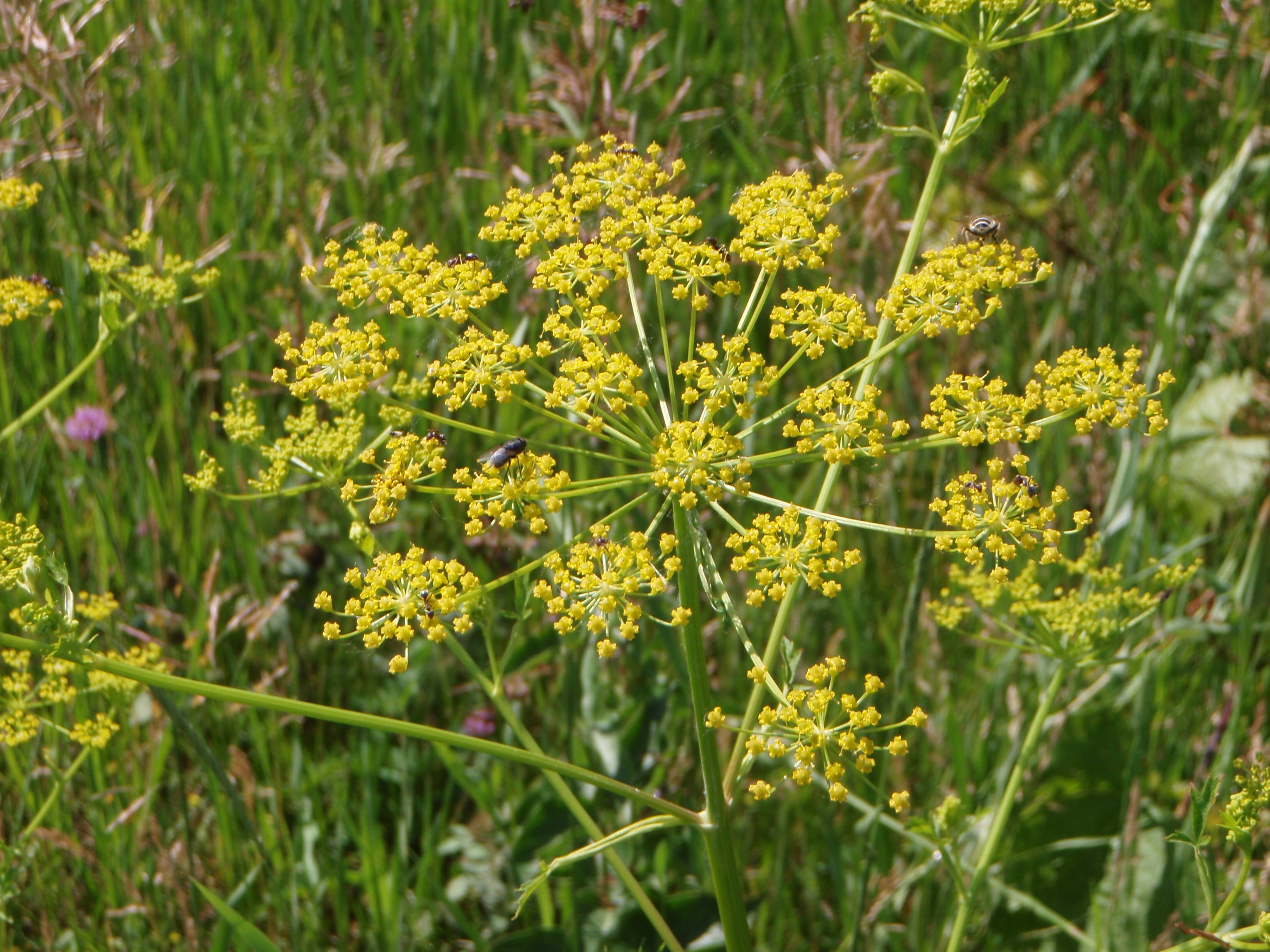 Wild Parsnip flower.JPG