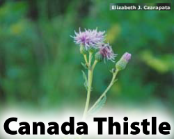 CanadaThistle.png