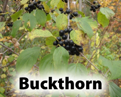 Buckthorn.png