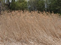 Phragmites_in_winter_.jpg