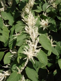 Japanese_knotweed_in_flower.jpg