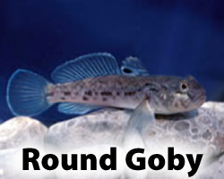 Round Goby