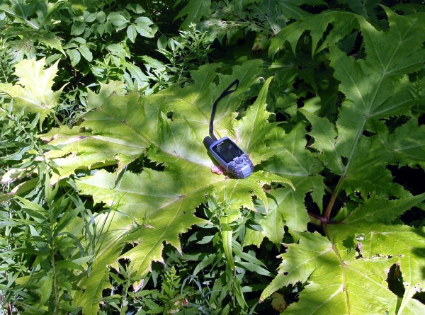 Giant hogweed leaf with GPS unit to show scale