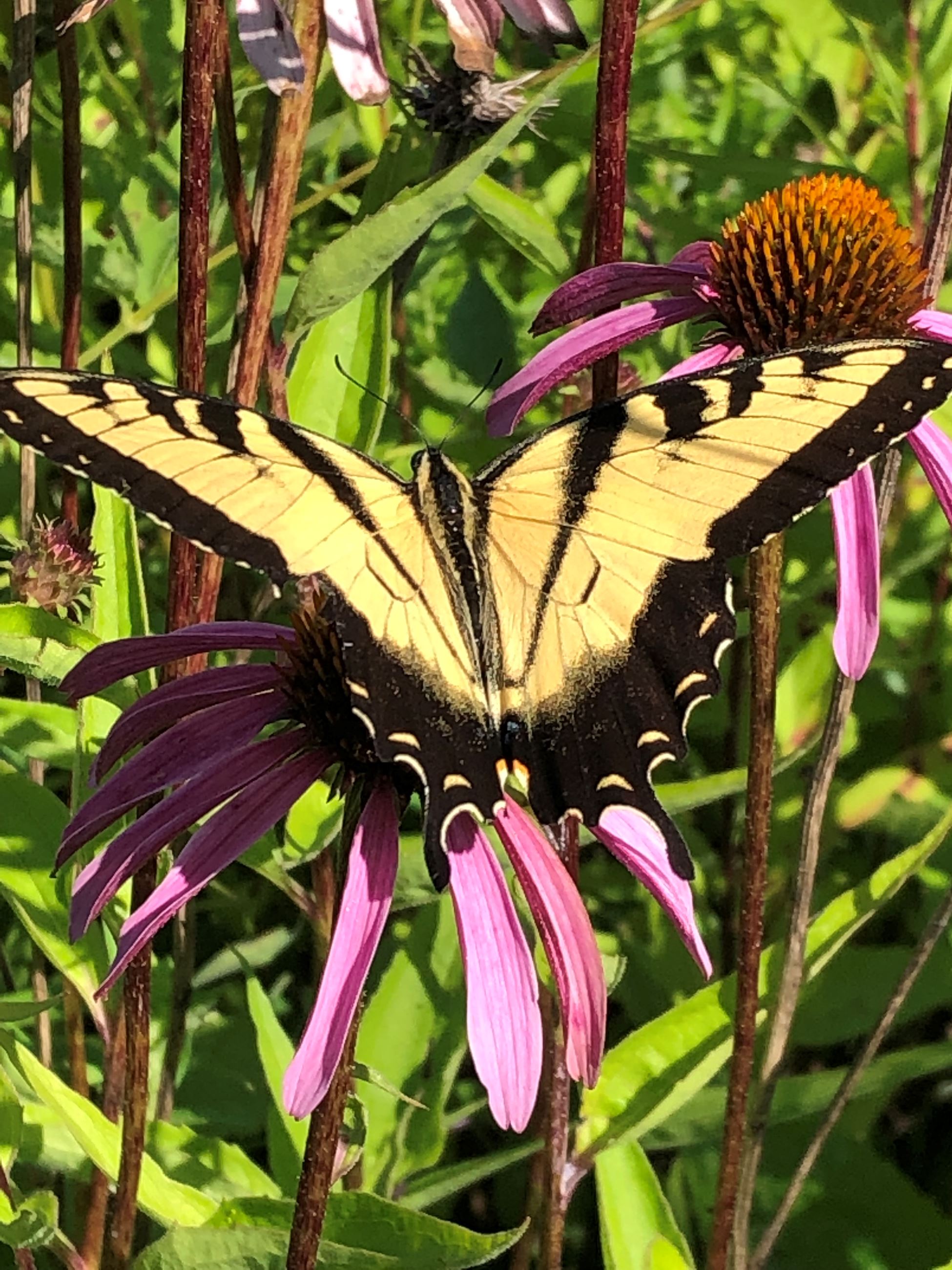 A picture of a giant swallowtail butterfly sitting on a pink flower. The butterfly is black and yell