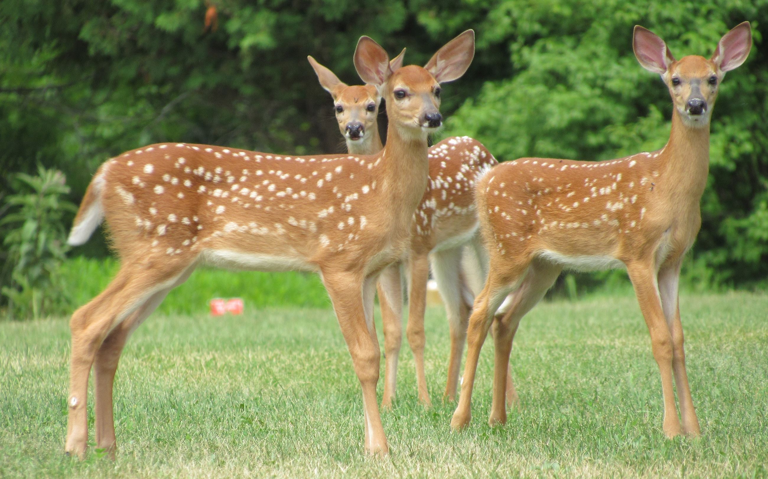 Three spotted fawns standing in a field