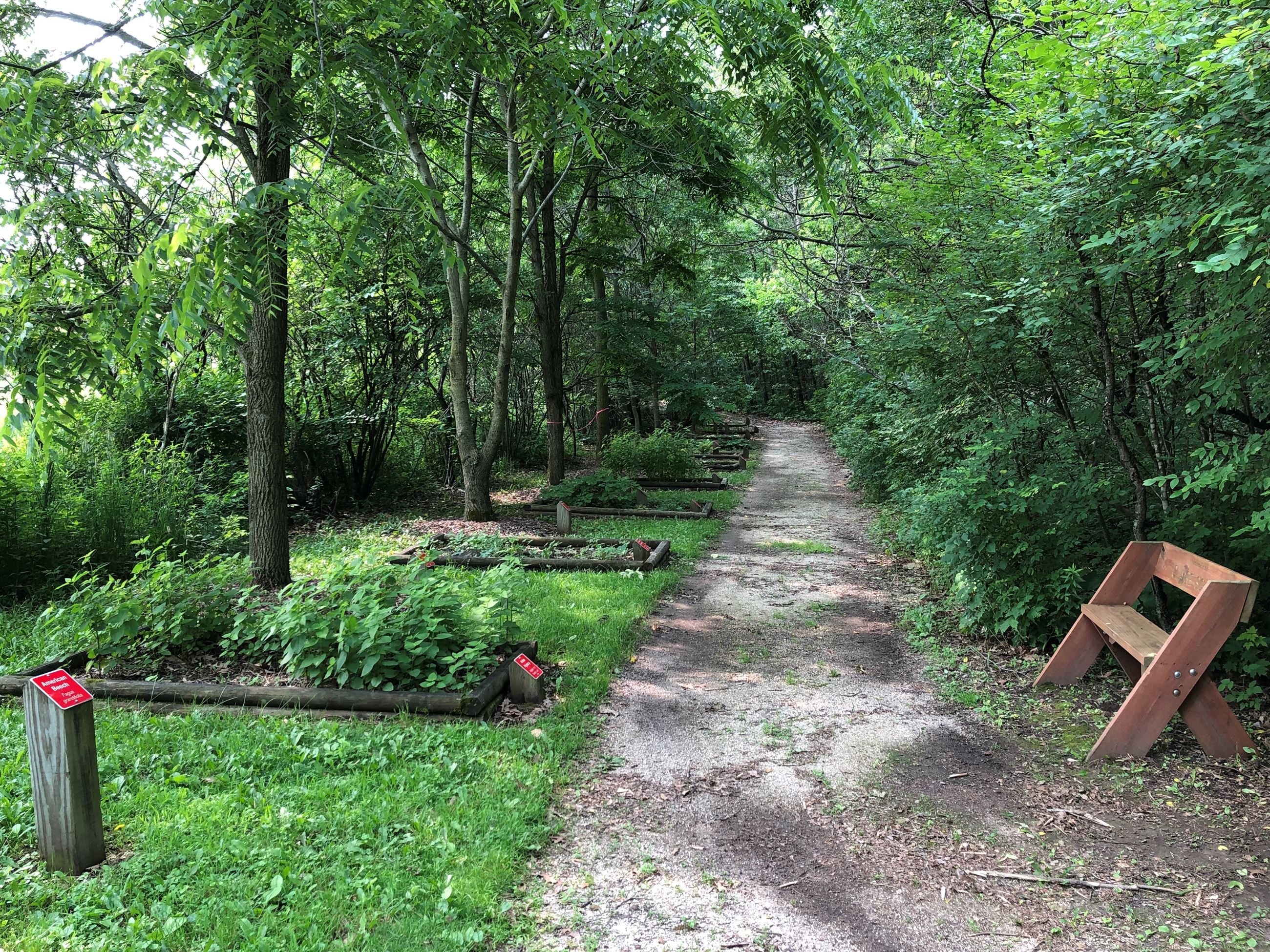 A trail through an arboretum. There are wooden edged garden beds, trees and a wooden bench